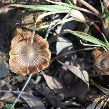 Image result for Inocybe sp.