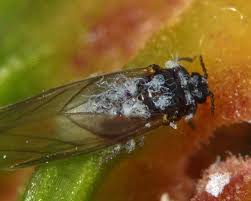 Image result for Humularia submarginalis