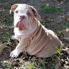 Well,if you are a puppy lover who need an english bulldog puppy we are here for you,our puppies for sale are cute,friendly,and full of love.contact us. English Bulldog Puppy Dog For Sale In Cameron Texas