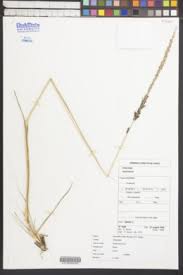 Image result for Sporobolus mildbraedii