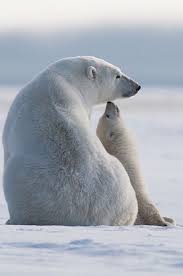 Polar Bears Going Extinct Due To Global Warming Vilde Dyr Isbjorn Dyr