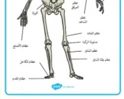 صورة العظام (جسم الإنسان)