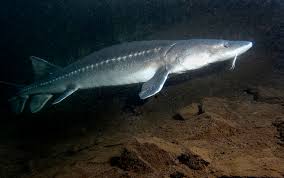 White Sturgeon Wikipedia