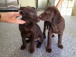 Kylie And Kendall Jenner Dogs Louis And Vuitton Pets Cute Dogs Animal Photo