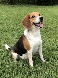 Dog For Adoption Tyrone A Beagle Breed In Davie Fl In Davie Florida Dog Adoption Rescue Dogs For Adoption Beagle Breeds