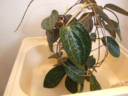 Image result for Tephrosia polystachya