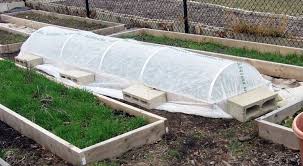 It's also a great way to prevent pest damage. Smart Gardening For Insects Cover Up The Rows Msu Extension