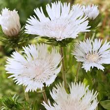 Image result for Lankesteria alba