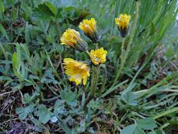 Image result for Taraxacum sp.
