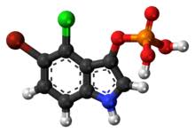 List of 31 bcip definitions. 5 Bromo 4 Chloro 3 Indolyl Phosphate Wikipedia