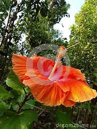 Nice Color Flower Look Very Big Petal This Flower Hibiscus Flowers Photo Stock Images Flowers