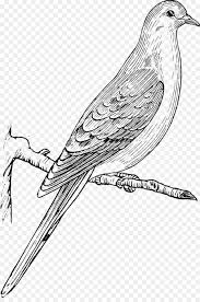 Columbidae Bird Mourning Dove Drawing Dove Drawing Bird Line Drawing Drawings