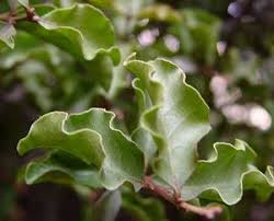 Image result for Euclea undulata