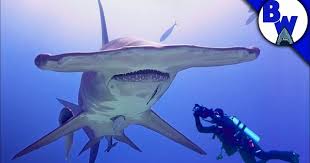 Massive Hammerhead Shark Filmed In Bahamas Shark Film Shark Hammerhead Shark