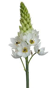 Maybe you would like to learn more about one of these? White Ornithogalum Star Of Bethlehem Allium Flowers Beautiful Flowers