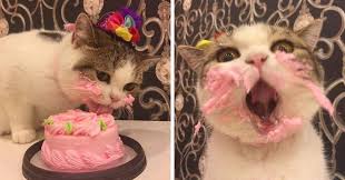 Organic catnip and tuna or chicken cat best friends birthday fish cake $ 29.99 select options; This Cat Eating A Cake On His Birthday Is Hilariously Adorable Bored Panda