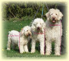 Faq For Labradoodles Copper Canyon Labradoodles