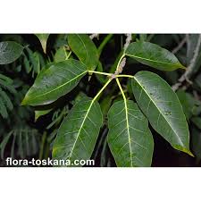 Image result for Ficus sycomorus