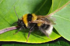 Image result for Bombus hortorum