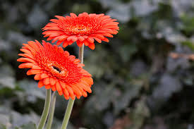 Image result for Gerbera viridifolia