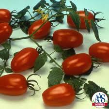 Your search for 'tomato' returned the following 893 results sweet chelsea tomatoes. Tomato Juliet F1 All America Selections