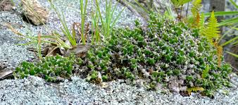 Image result for Euphorbia jubata