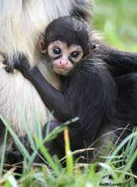 Zooborns Spider Monkey Baby Animals Animals