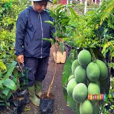 Jom tengok kebun harum manis perlis. Bibit Pohon Mangga Harum Manis Tinggi 1 5 S D 2 Meter Shopee Indonesia