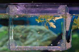 Caring For Baby Fish Keeping Feeding And Survival All Aquarium Info Where To Buy Garra Rufa Doctor Fish And Other Aquat Baby Fish Fish Tank Aquaponics