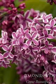 Image result for Nervilia lilacea