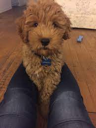 Harrison F1b Mini Goldendoodle F1b Mini Goldendoodle Mini Goldendoodle Puppies Mini Goldendoodle