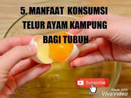 Ternak ayam kampung pun tidak hanya diambil dagingnya, melainkan banyak yang berorientasi pada telur. 5 Manfaat Telur Ayam Kampung Bagi Kesehatan Tubuh Youtube