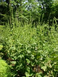 Image result for Rumex nepalensis