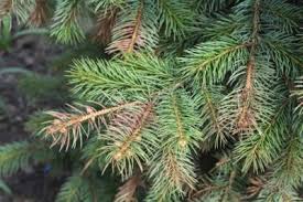 Recently we had a tree cutter remove some branches from the middle portion of our blue spruce tree. My Tree S Needles Are Changing Color Reasons For Brown Conifer Needles