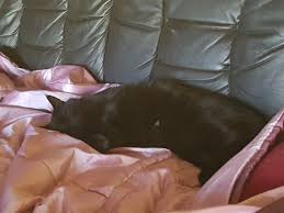 Katthälsningar 2018