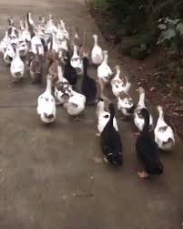 Bird Bouncing Golf Ball On Concrete Tag A Friend Who Need To See This Video In 2020 Cute Wild Animals Funny Animals Cute Funny Animals