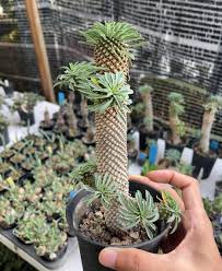Image result for Euphorbia unicornis