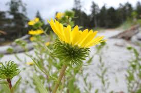 Image result for Geigeria brevifolia