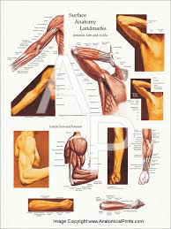 These muscles are also called immigrant muscles, since they actually represent muscles of the upper limb﻿ that have migrated to the back during fetal development. Upper Body Surface Landmarks Of The Muscles Posters