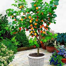 Add color and brighten any space with our wide collection of faux perennials from carnations and cosmos to dahlias and daisies. Dwarf Patio Apricot Tree Prunus Armeniaca