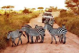 Tanzania is often considered the ultimate safari country. Ultimate Kenya And Tanzania Safari Group Tourlane