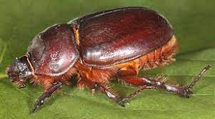 Another name given to some of these insects is the hercules beetle, because they possess a strength of herculean proportion. European Rhinoceros Beetle Wikipedia