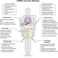 The technology has also been used in clinical trials as a way to treat some cancers. Pdf Three Decades Of Messenger Rna Vaccine Development