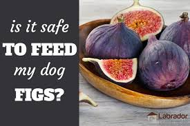 However, there are also a number of tasty ways to bake using figs as a sweetener. Is It Safe To Feed My Dog Figs