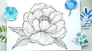 Download Peony Flower Line Drawing Demonstration How To Draw Botanical Illustration Youtube