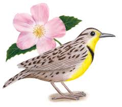 North Dakota State Bird And Flower State Birds North Dakota Bird