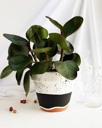 Black And White Plant Pot Designs Black Splatter Planter Franky And J Designs In 2020 Plant Pot Diy Plant Pot Design Painted Plant Pots