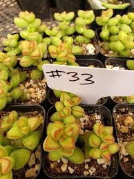 Image result for Crassula alticola