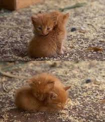 Hug your cat day is one of those pleasingly straightforward holidays. Saturday June 4th Is International Hug Your Cat Day Topolod3xter