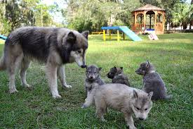 Wolfdog Puppies For Sale Wolfdog Puppy Love